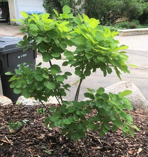 Smokebush Midwest Gardening