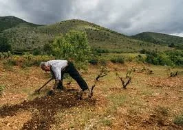 MAGOUTES VINEYARDS WINE DINNER