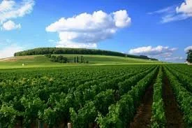 Beaujolais Wine Dinner