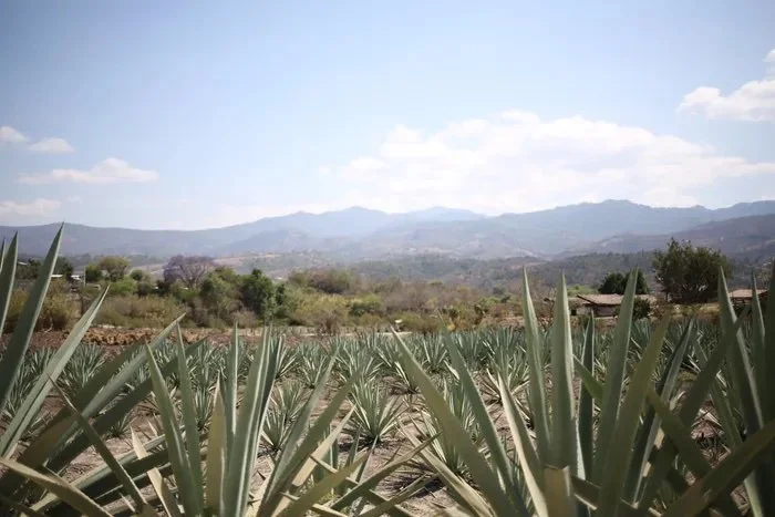 MEZCAL COCKTAIL DINNER