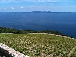 SAINT HILLS WINE DINNER