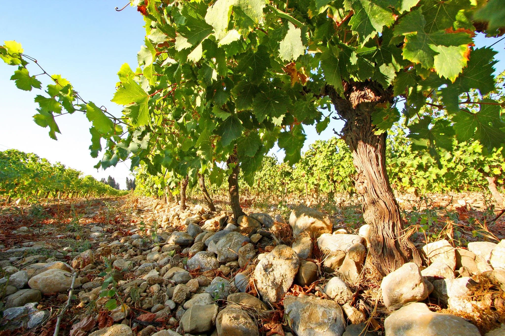 DOMAINE CAZES WINE DINNER