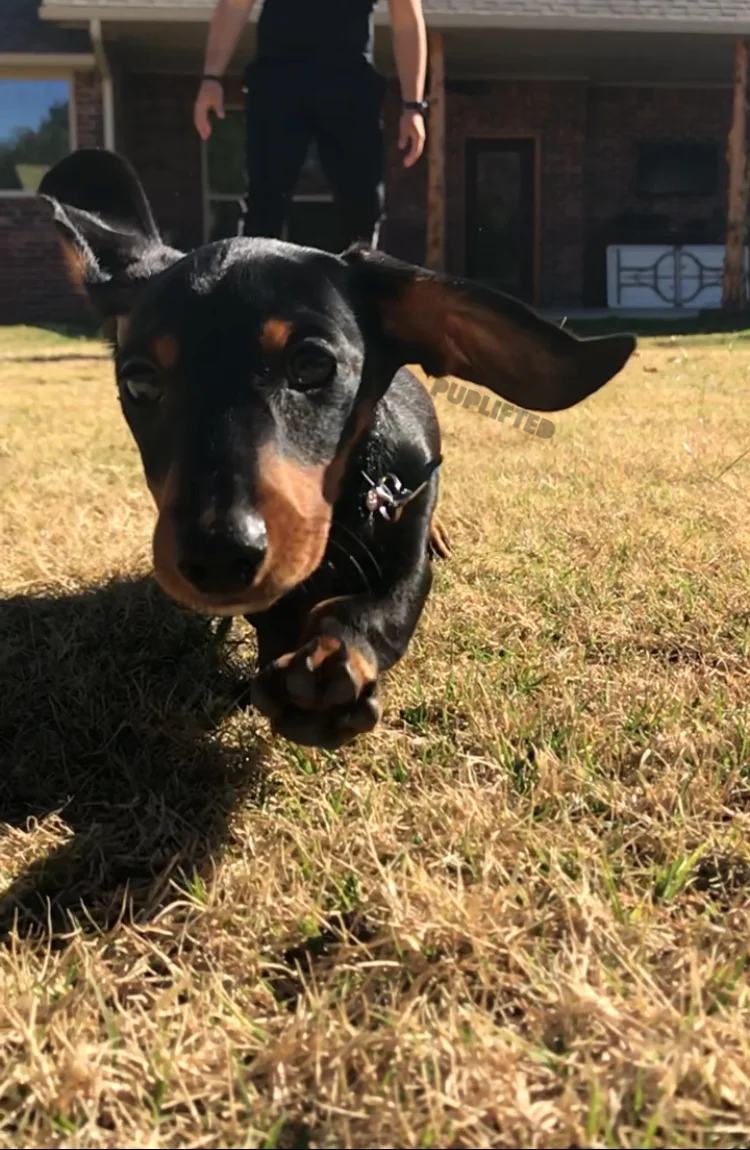 dachshund advert raincoat