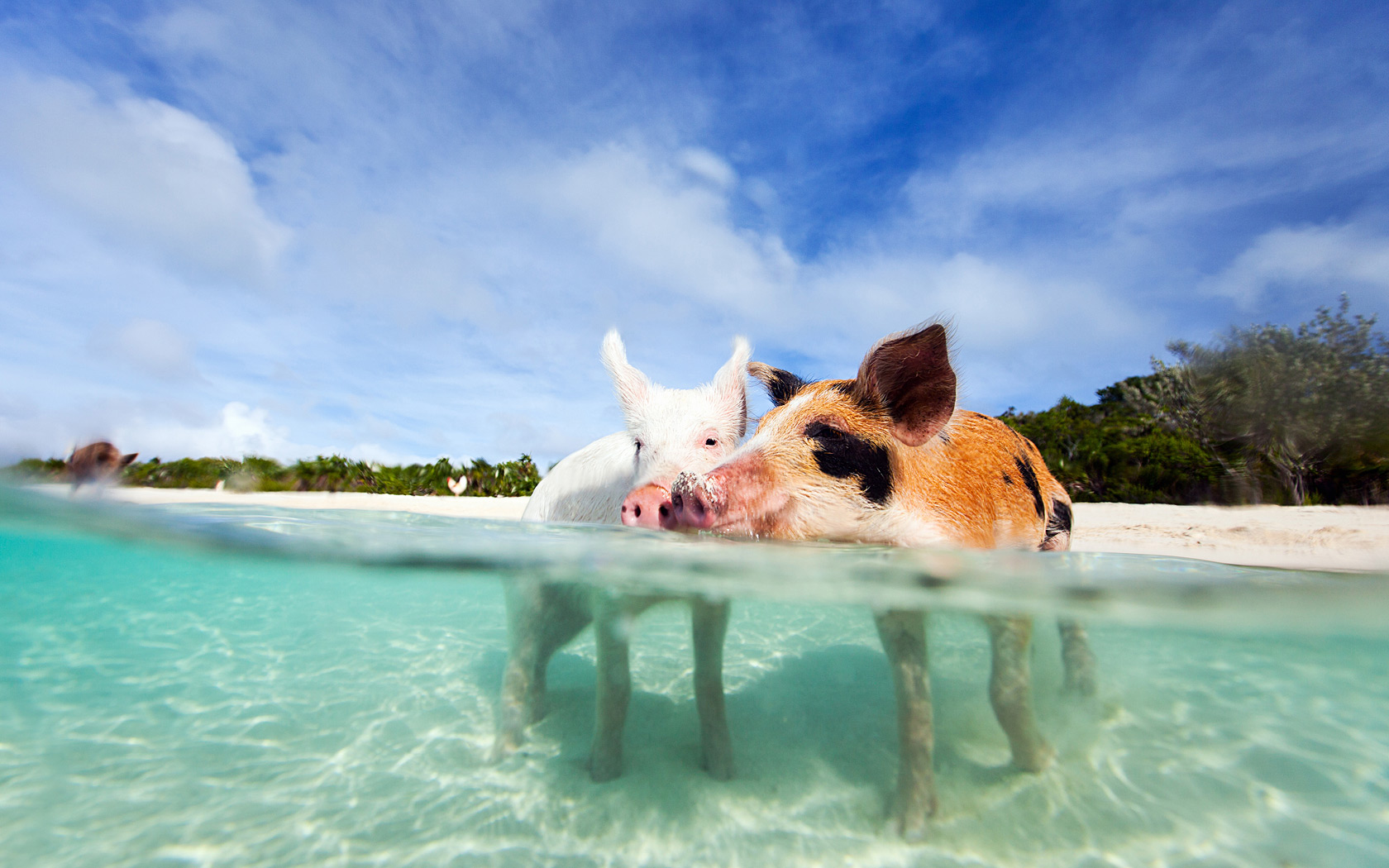 Pigs.jpg