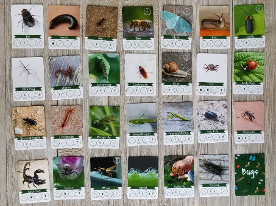 Nature Journal — Hatching Curiosity