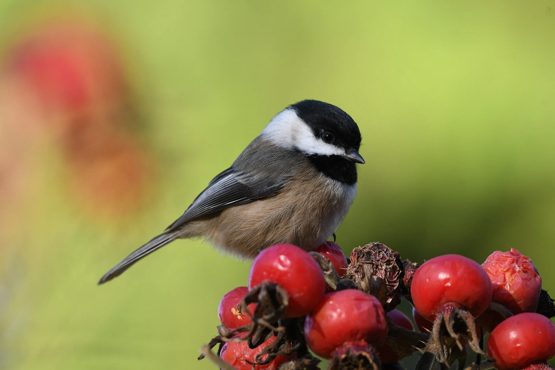 Local Birds
