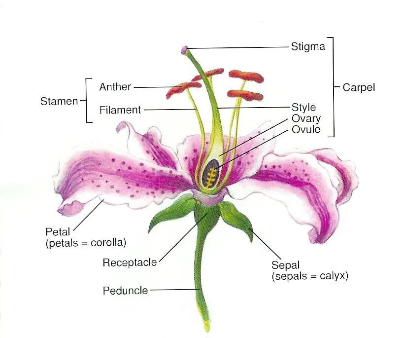 Dissect a Flower — Hatching Curiosity