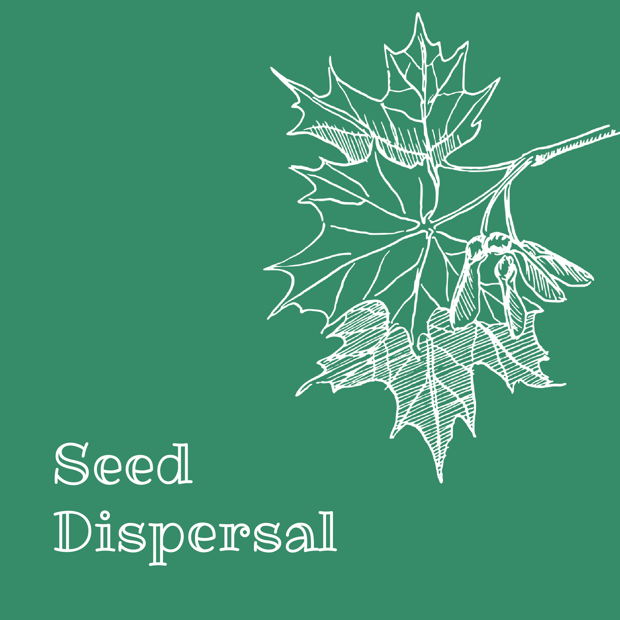 Seed Dispersal