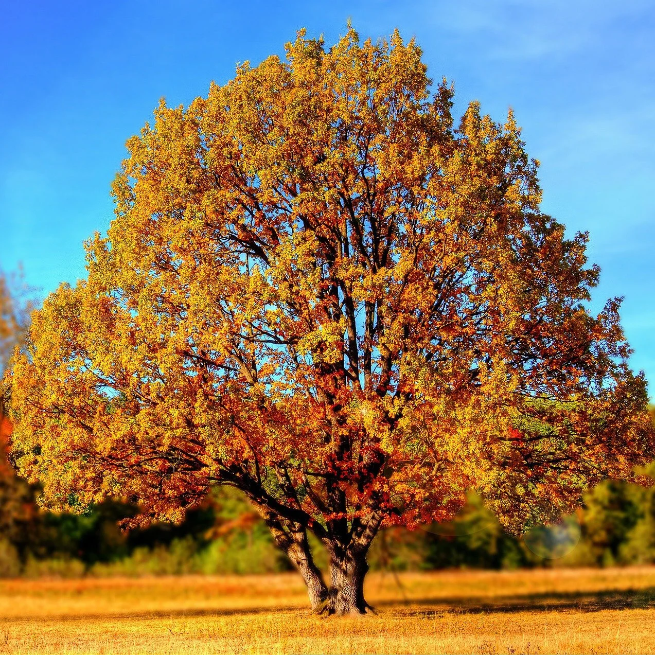 Adopt a Tree Autumn — Hatching Curiosity