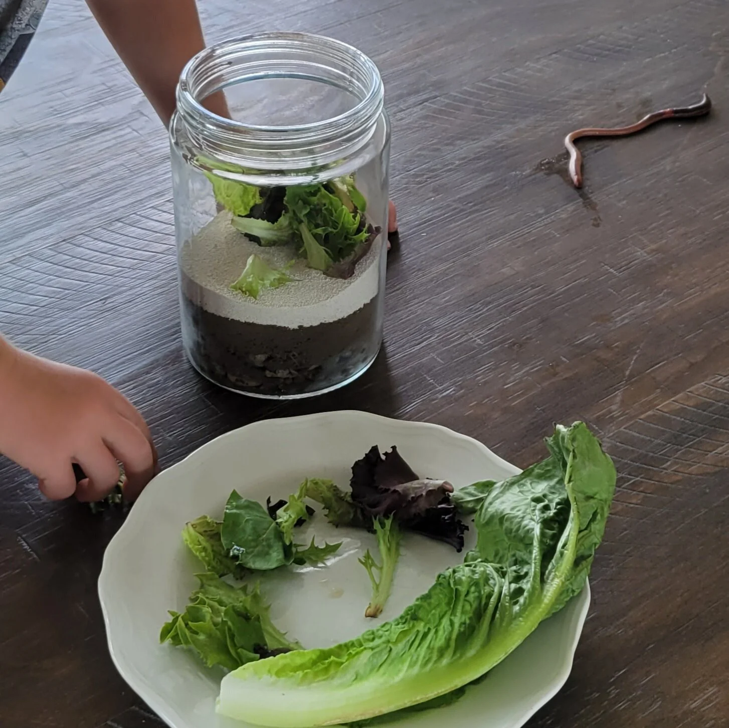 How to Build a Worm Farm — Hatching Curiosity