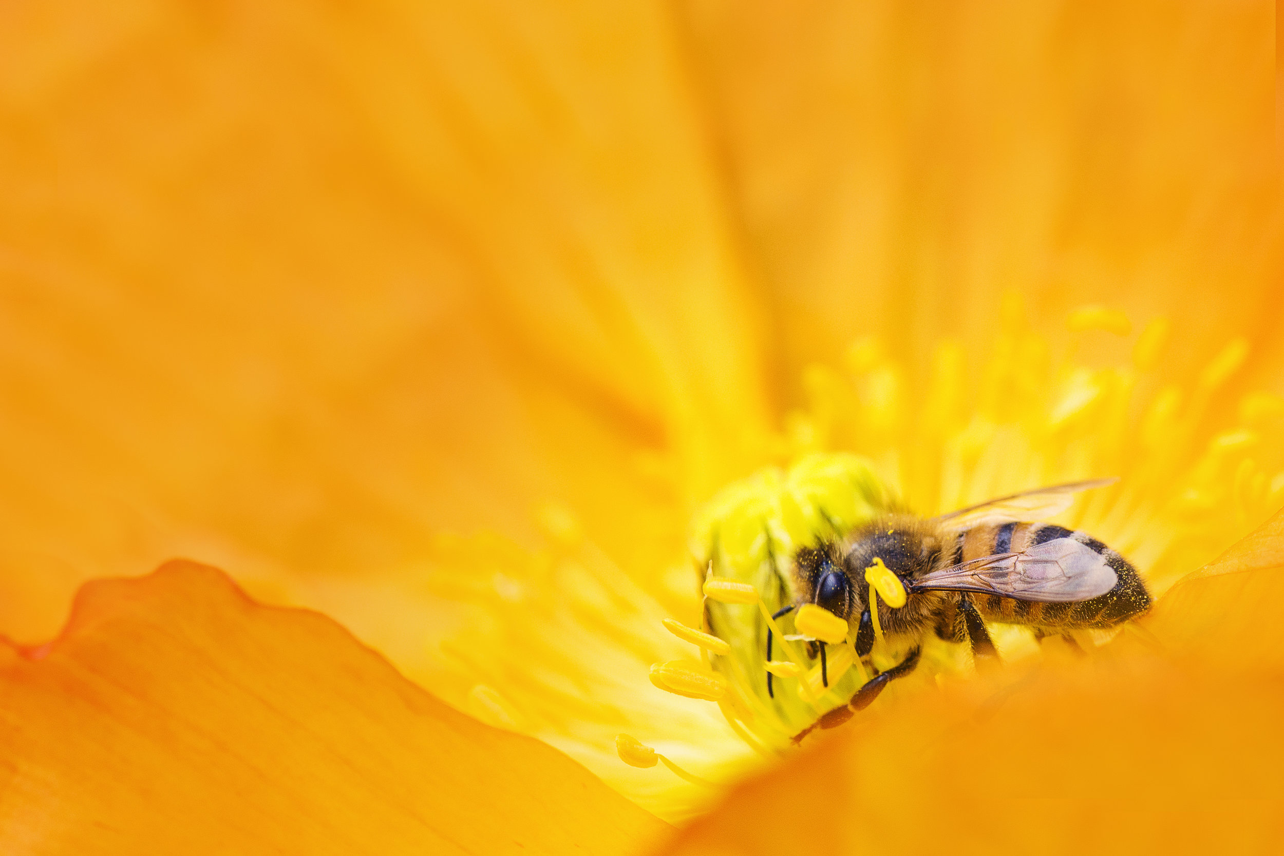 Bee stock 1.jpeg
