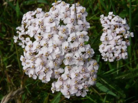 Yarrow .jpg