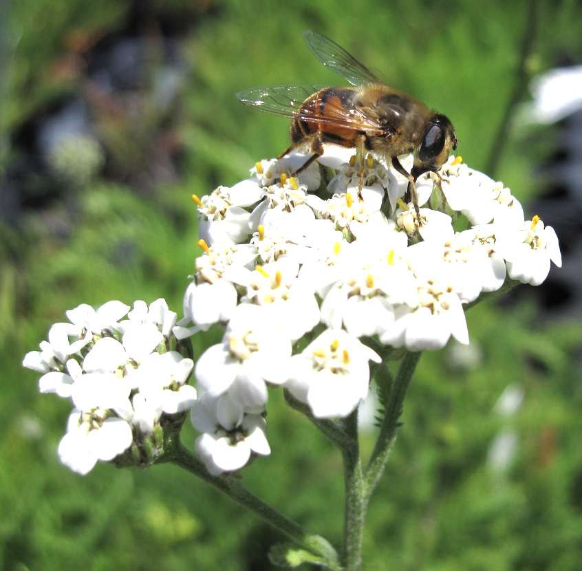 bee-on-yarrow1.png