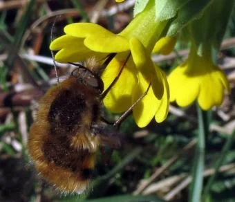 Cowslip.jpg