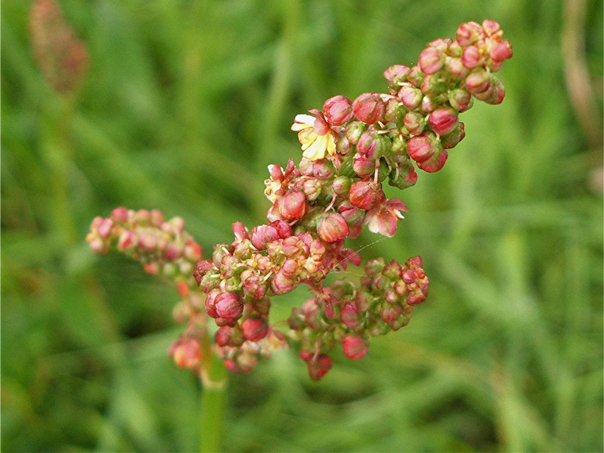 Common Sorrel — Beebombs