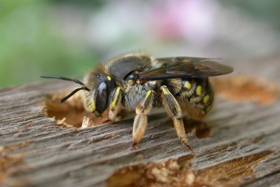 Wool Carder Bee - Anthidium manicatum - North American Insects & Spiders
