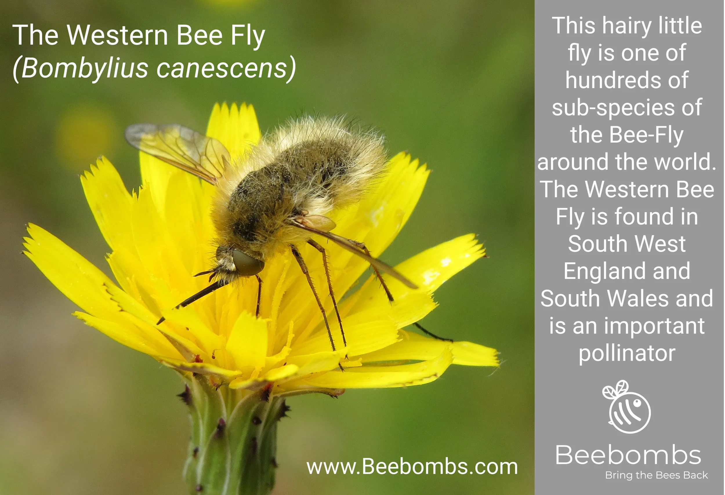 Female Long Horned Bee