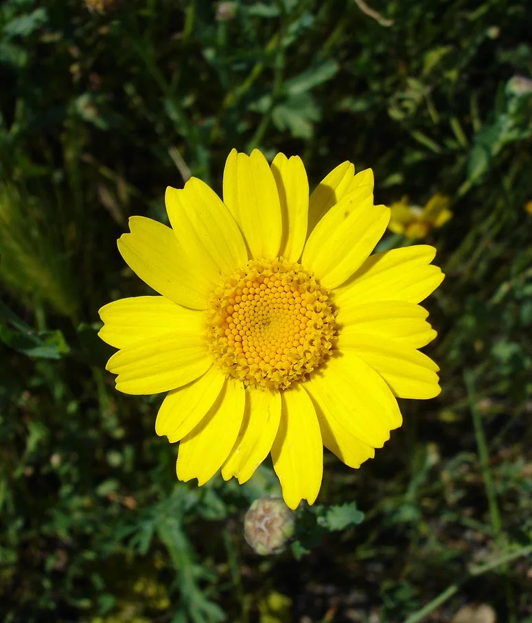 Corn Marigold 2.jpg