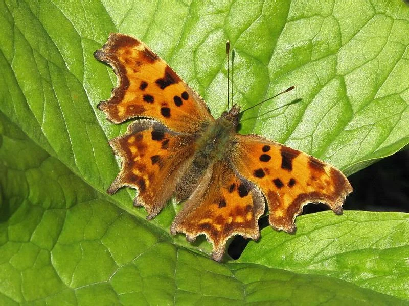 Comma Butterfly