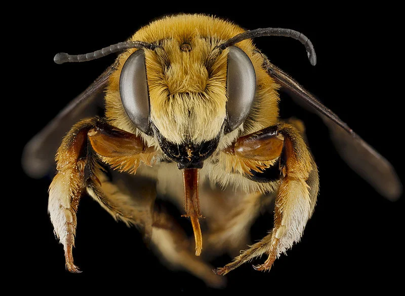 The Leaf-Cutter Bee