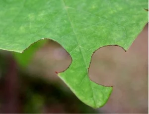 Leaves cut by a Leafcutter Bee