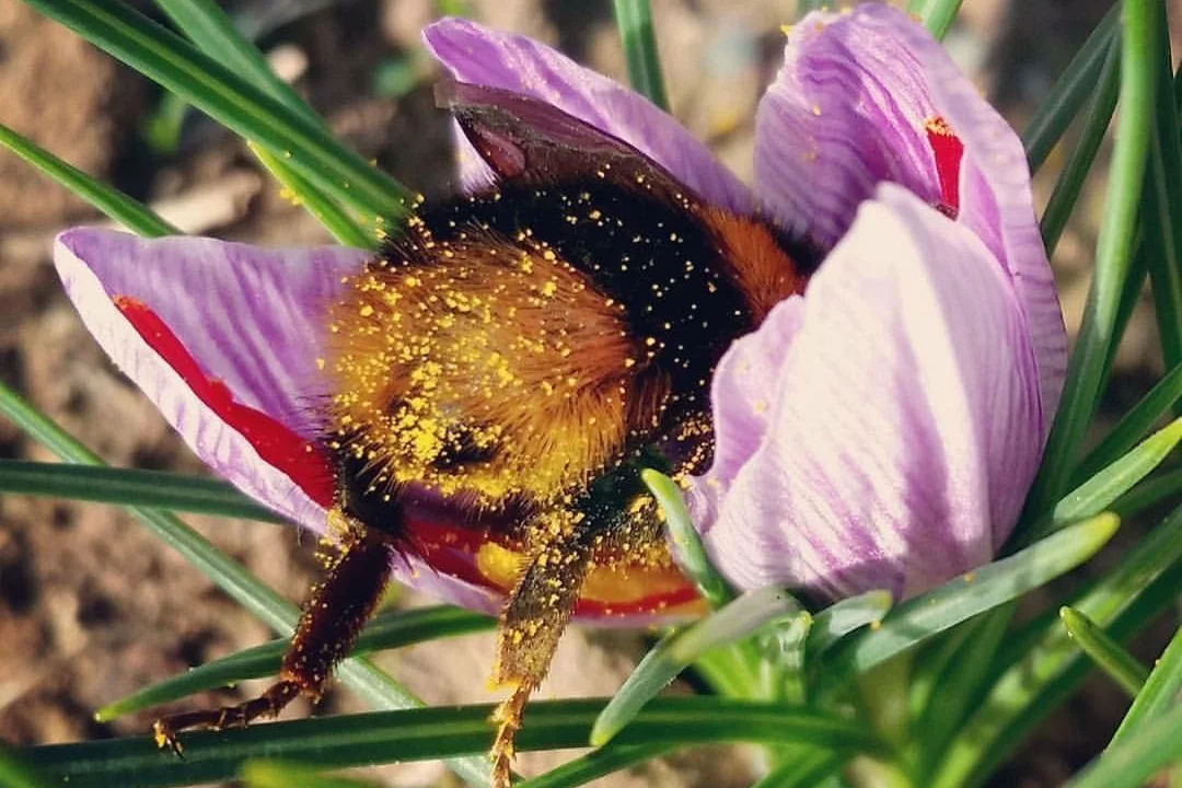 Bee+bum+saffron.jpg