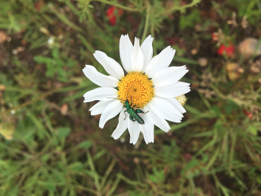 Corn Chamomile — Beebombs