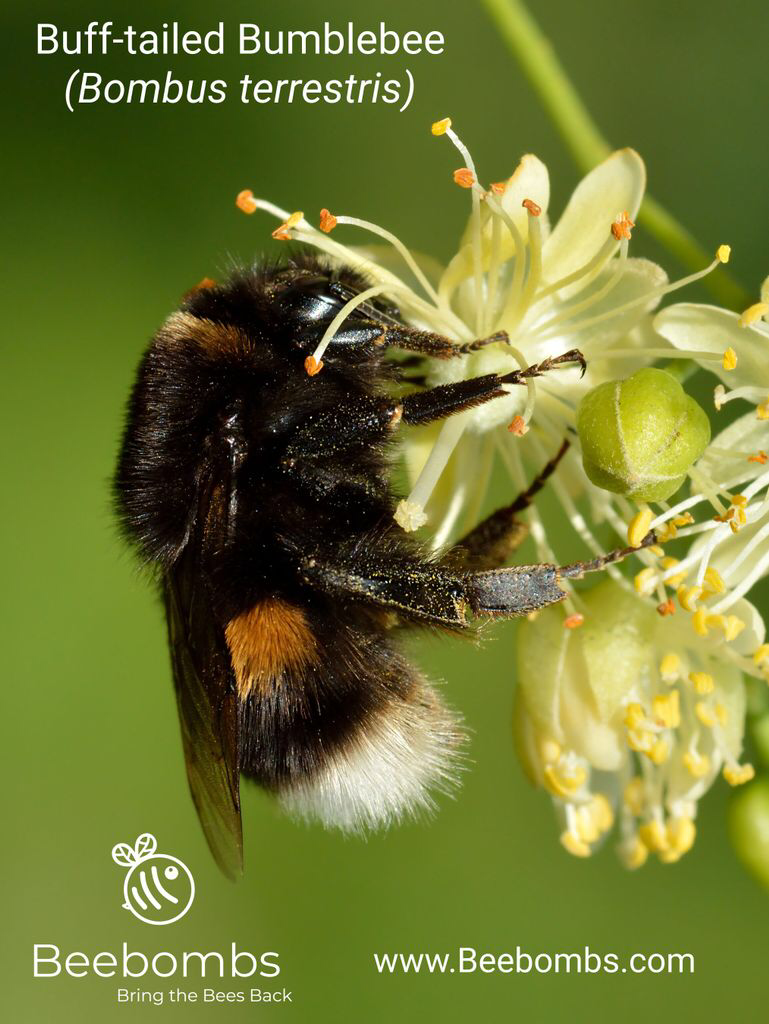 A winter Profile - The Buff Tailed Bumblebee