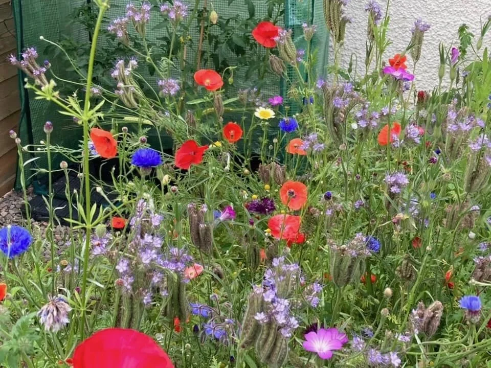 Bring Back the Wildflowers: How to Turn Your Garden into a Mini Meadow