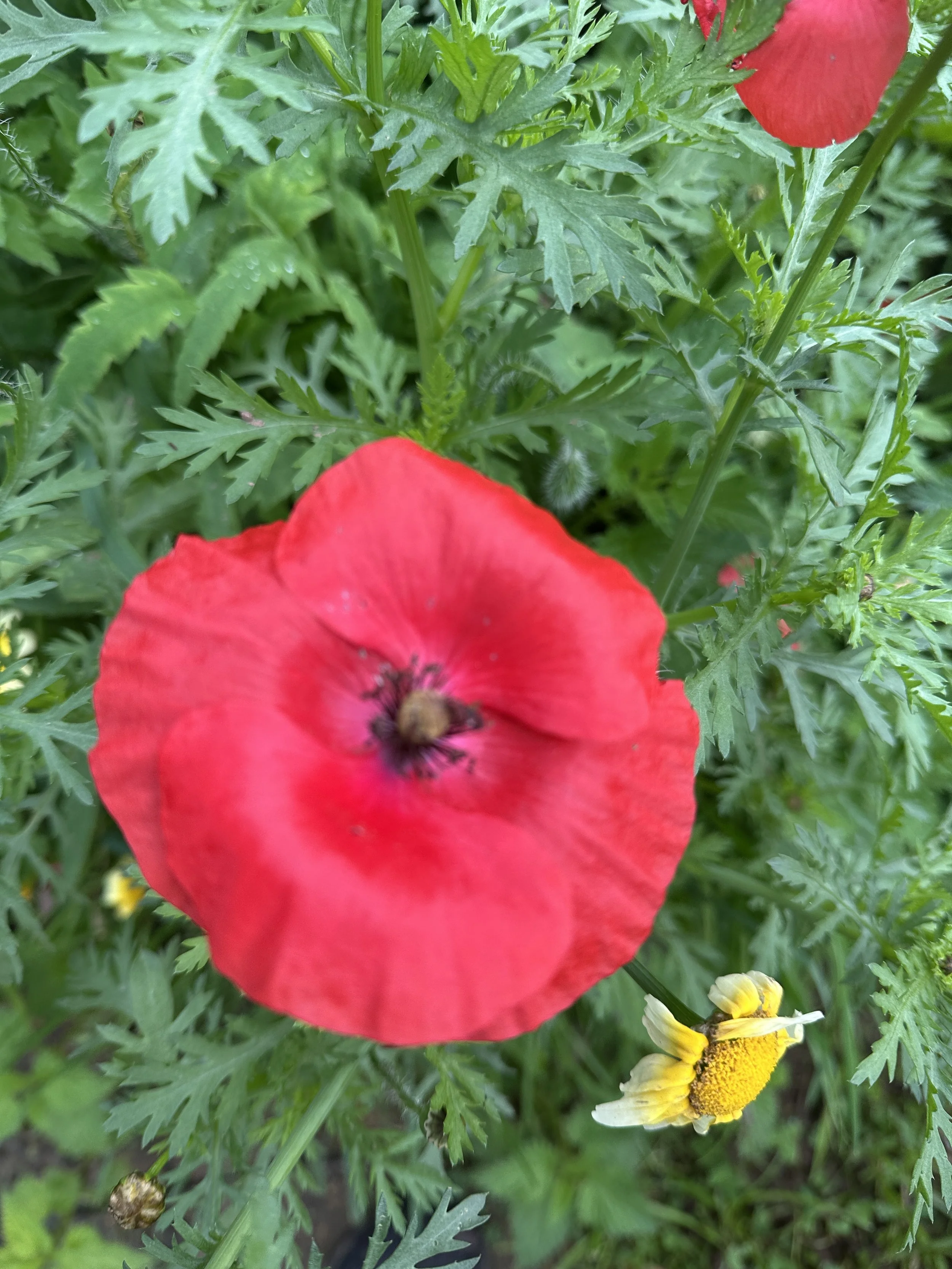 The Common Poppy: the scruffy superstar of British summer