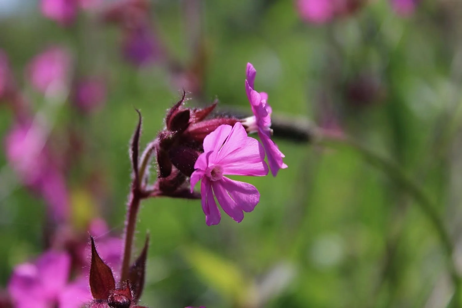 Red Campion