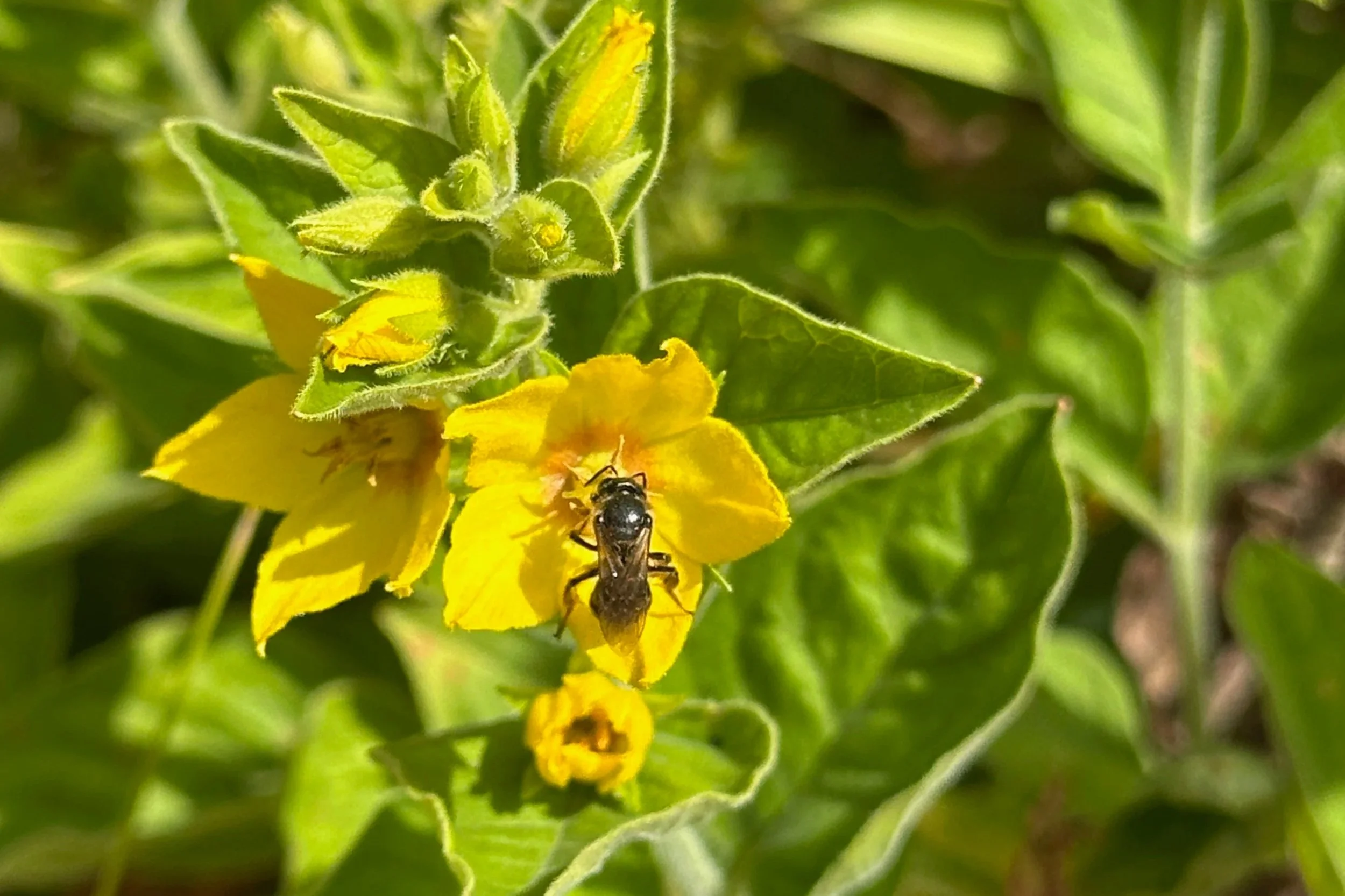 Beewolf vs Sweat Bee: A Loosestrife Ambush — Beebombs