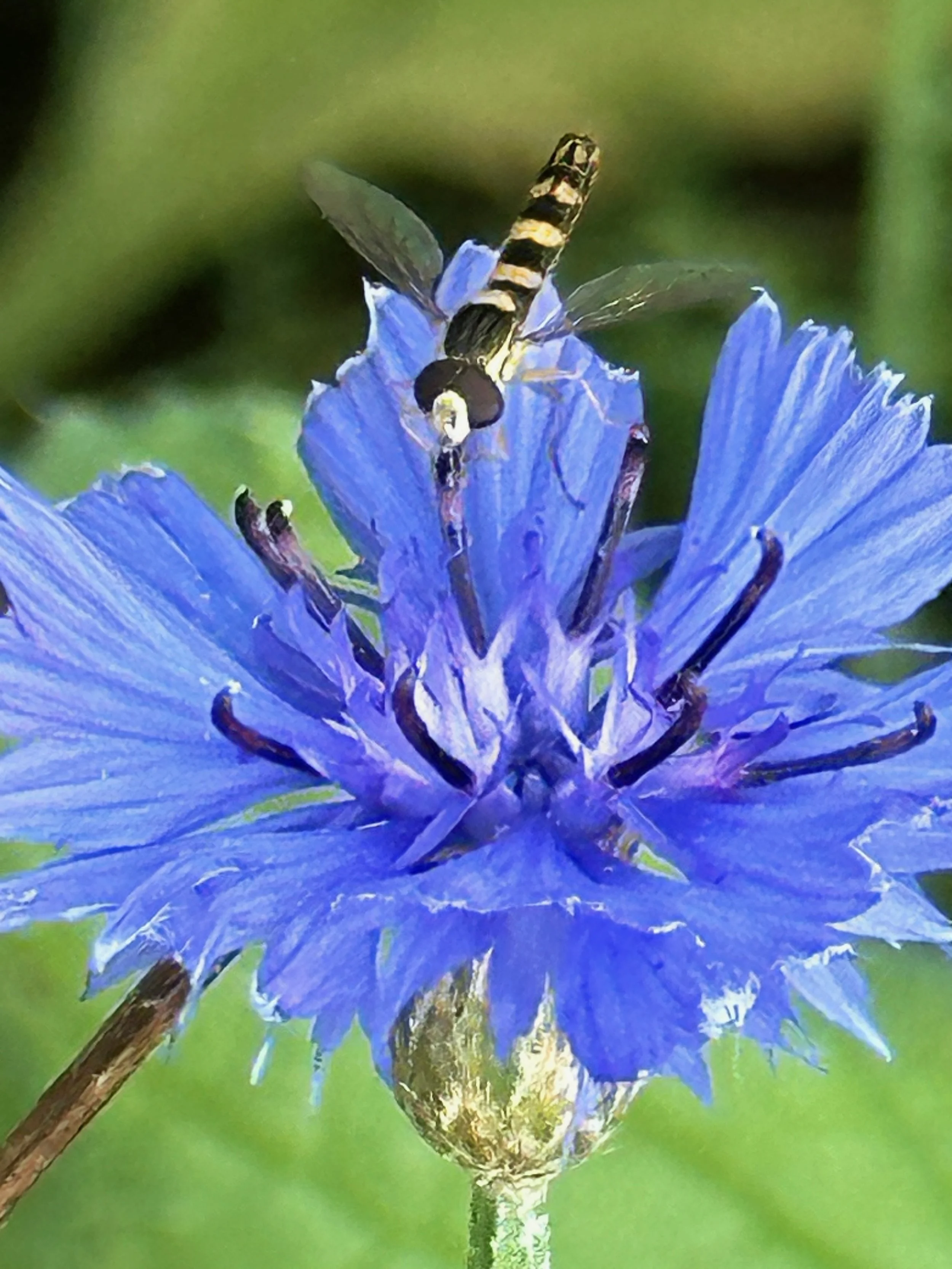 Cornflower Bombs - 2 of 4.jpeg