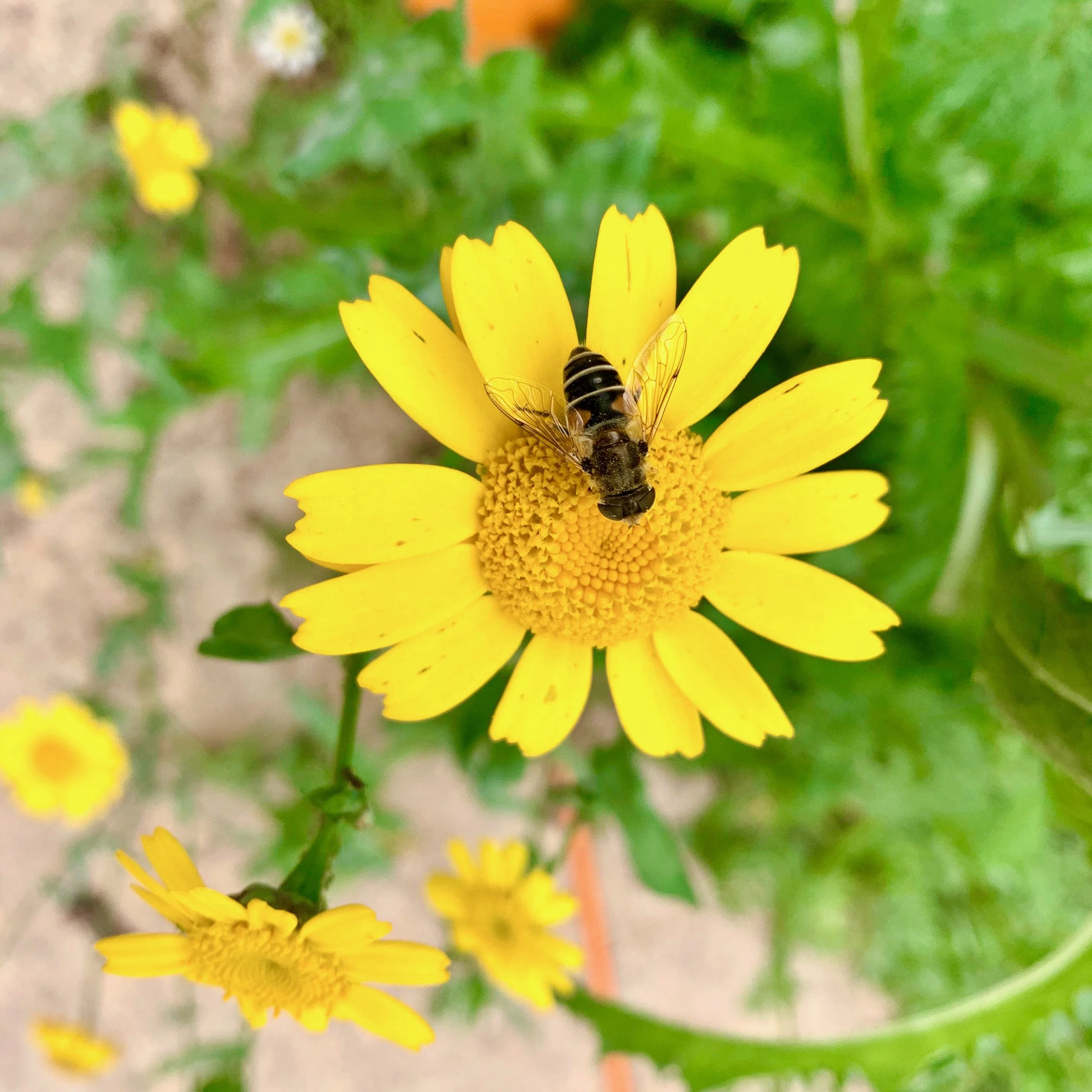 Corn Marigold - 1 of 1 (2).jpeg
