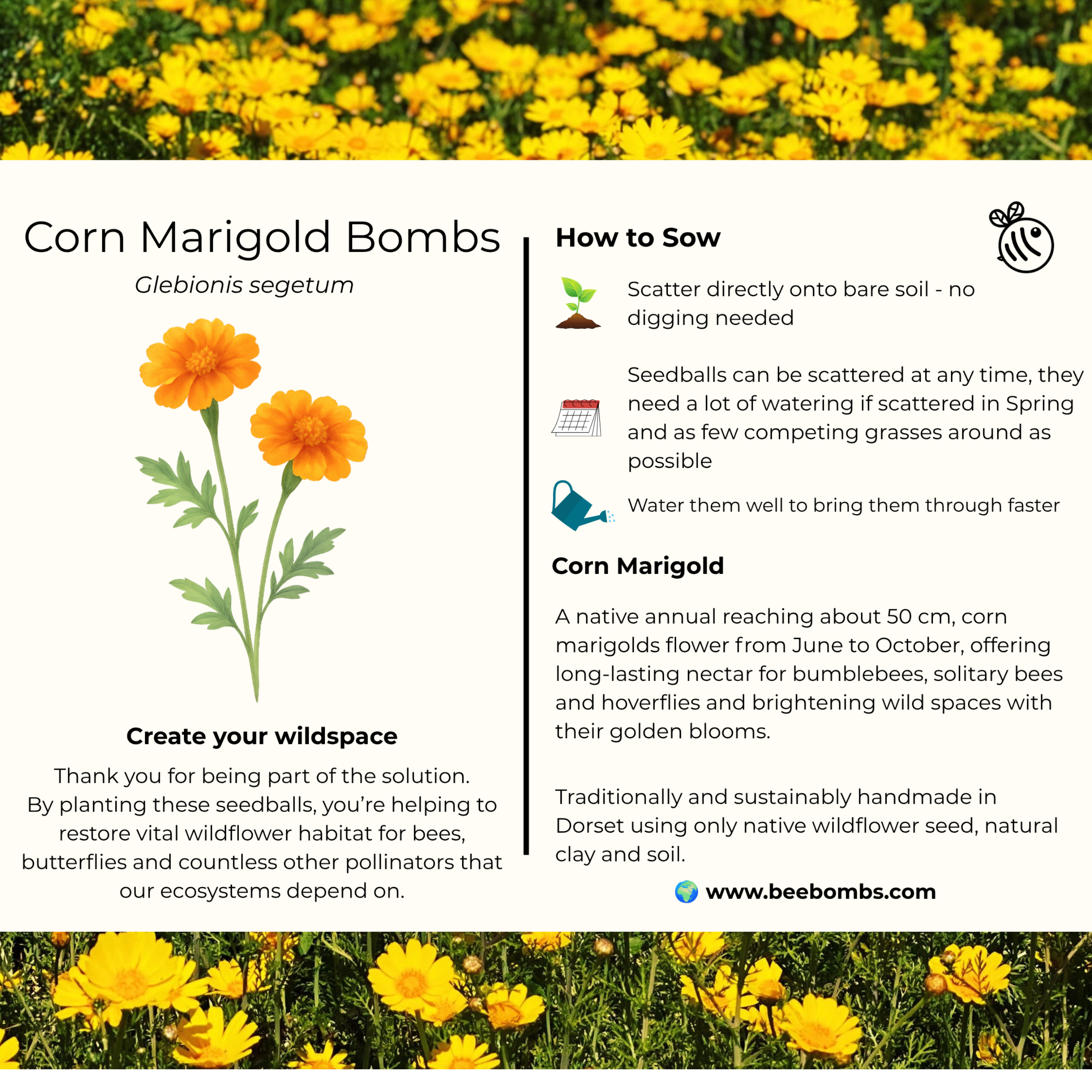 Corn Marigold Info Card