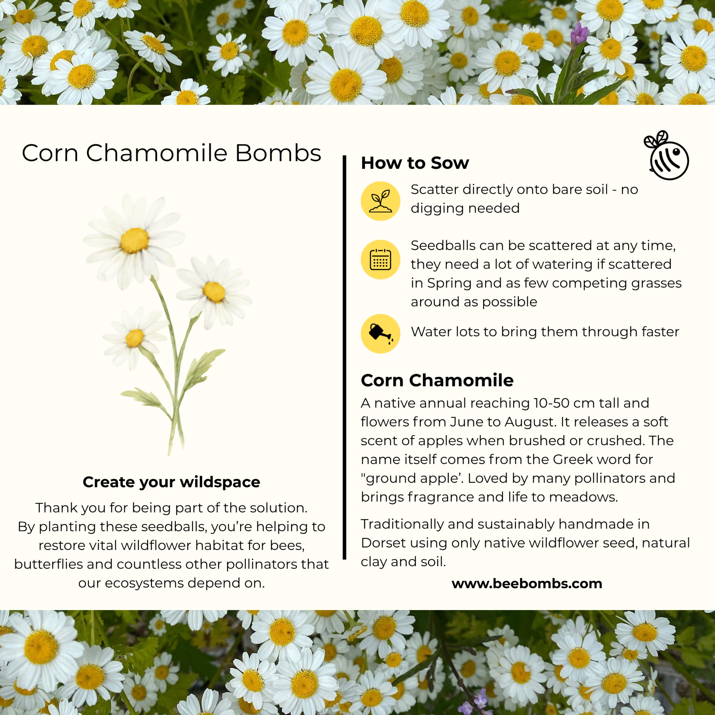Corn Chamomile info card