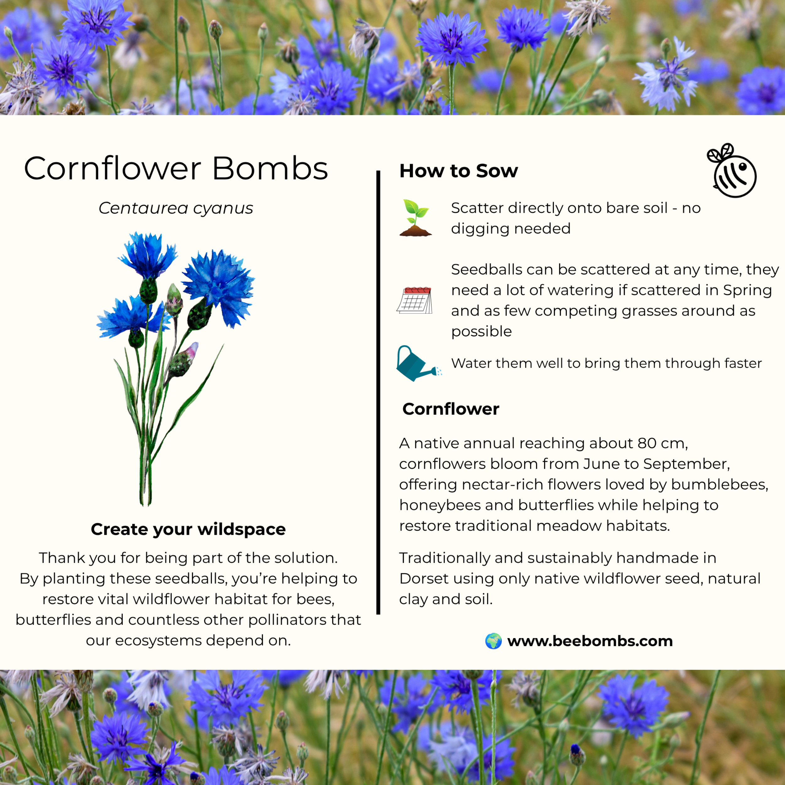 Cornflower Info Card