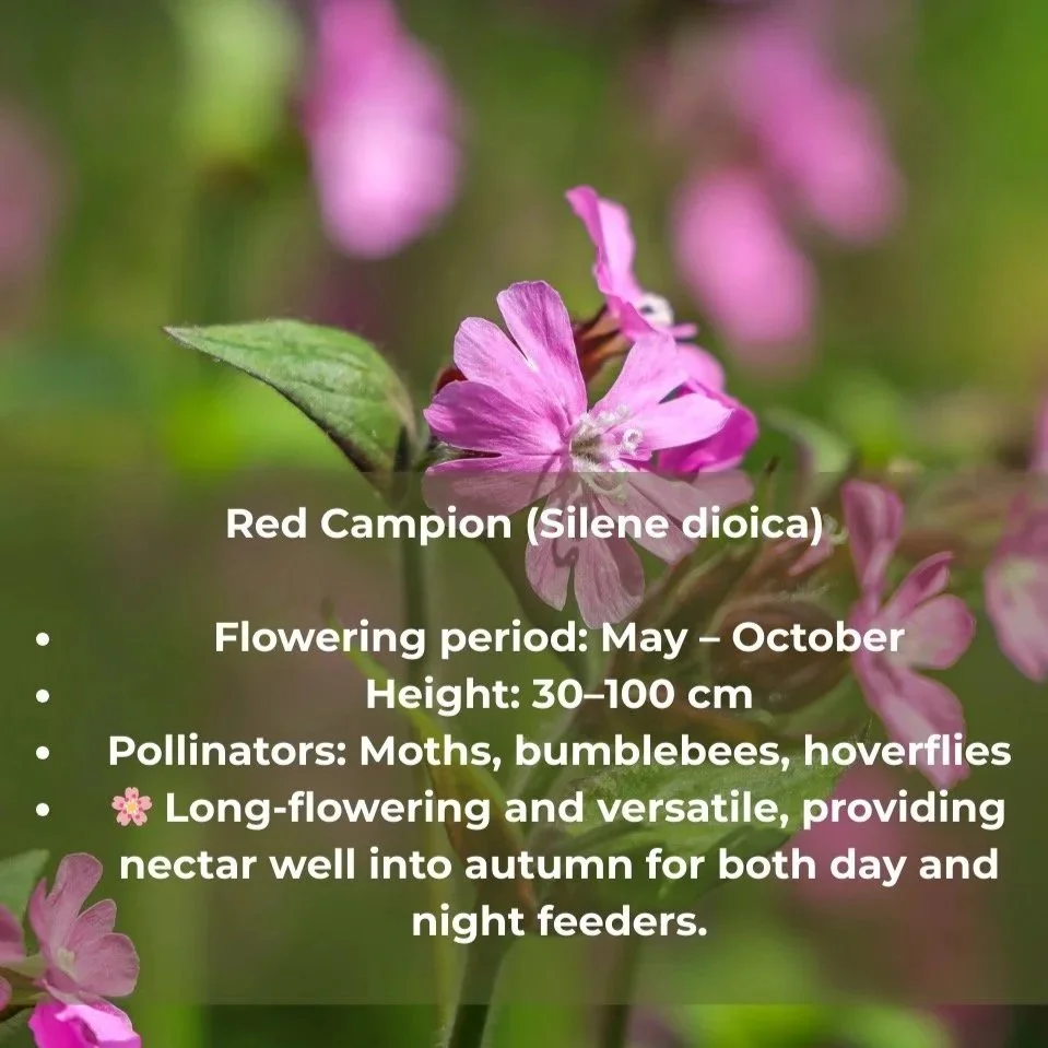 Red campion info
