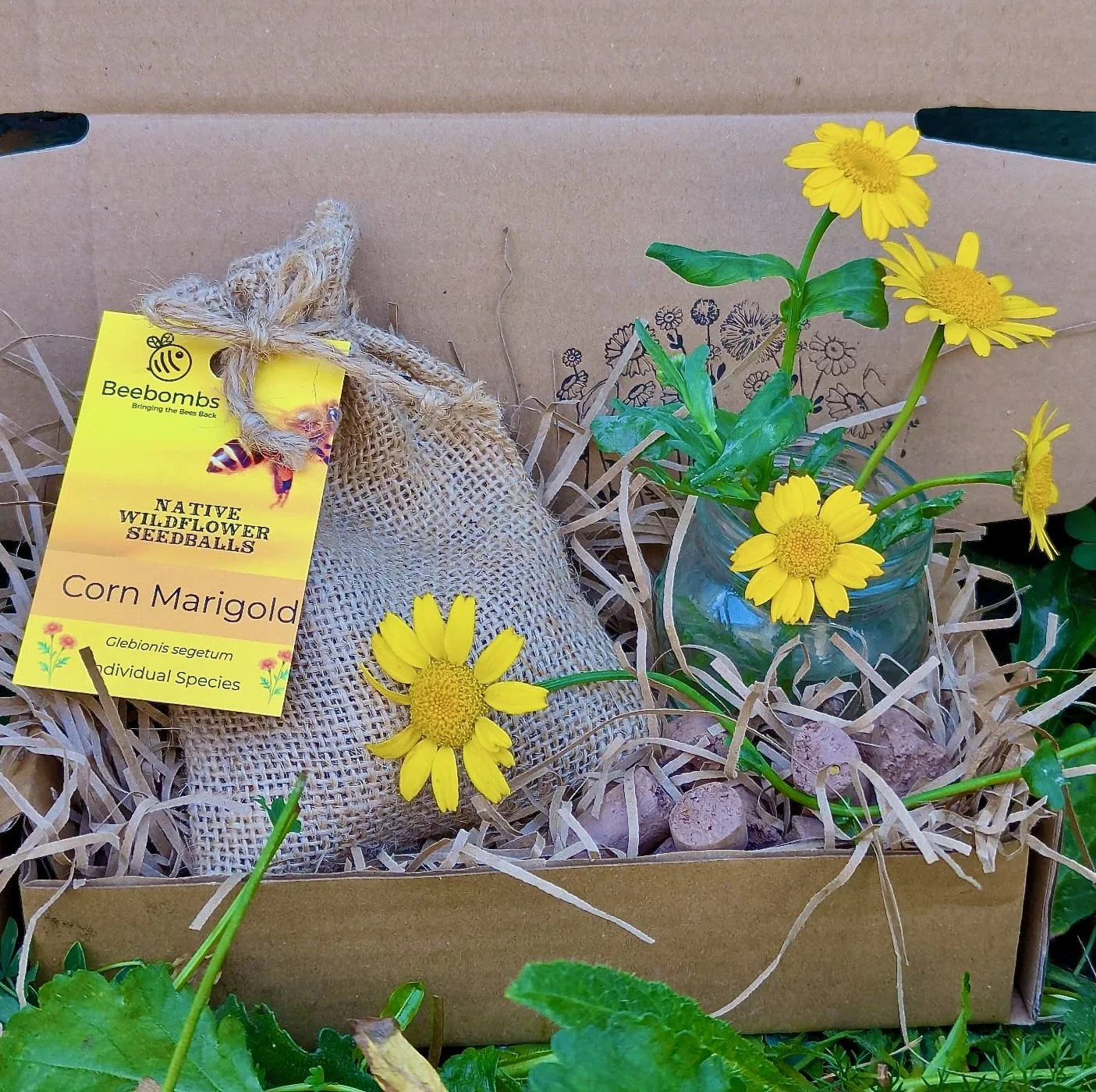 Corn Marigold - 1 of 1.jpeg