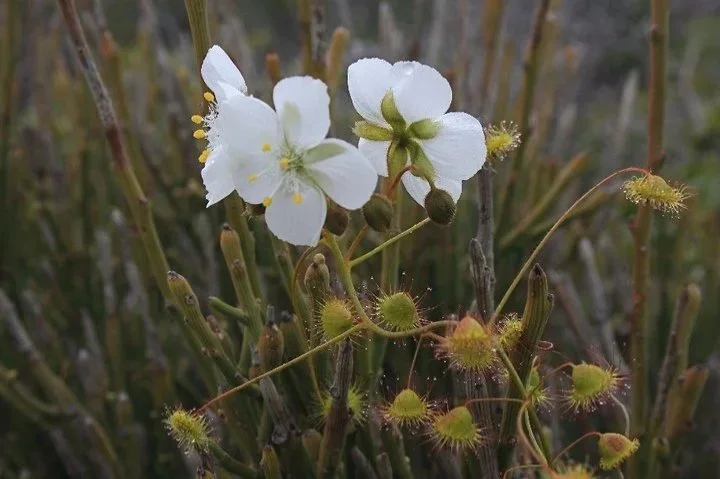 List of threatened flora species