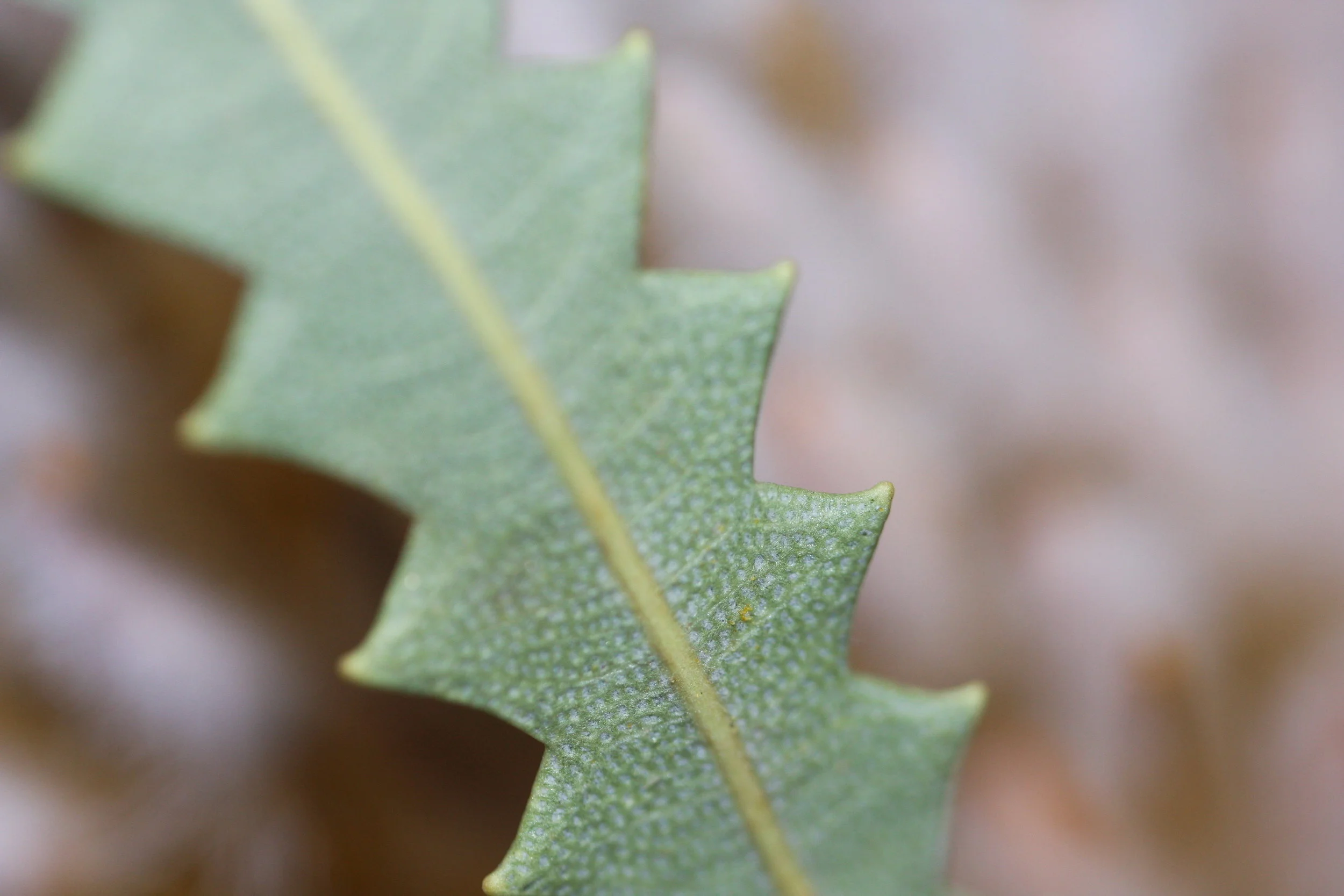  Designs based on biomimicry 