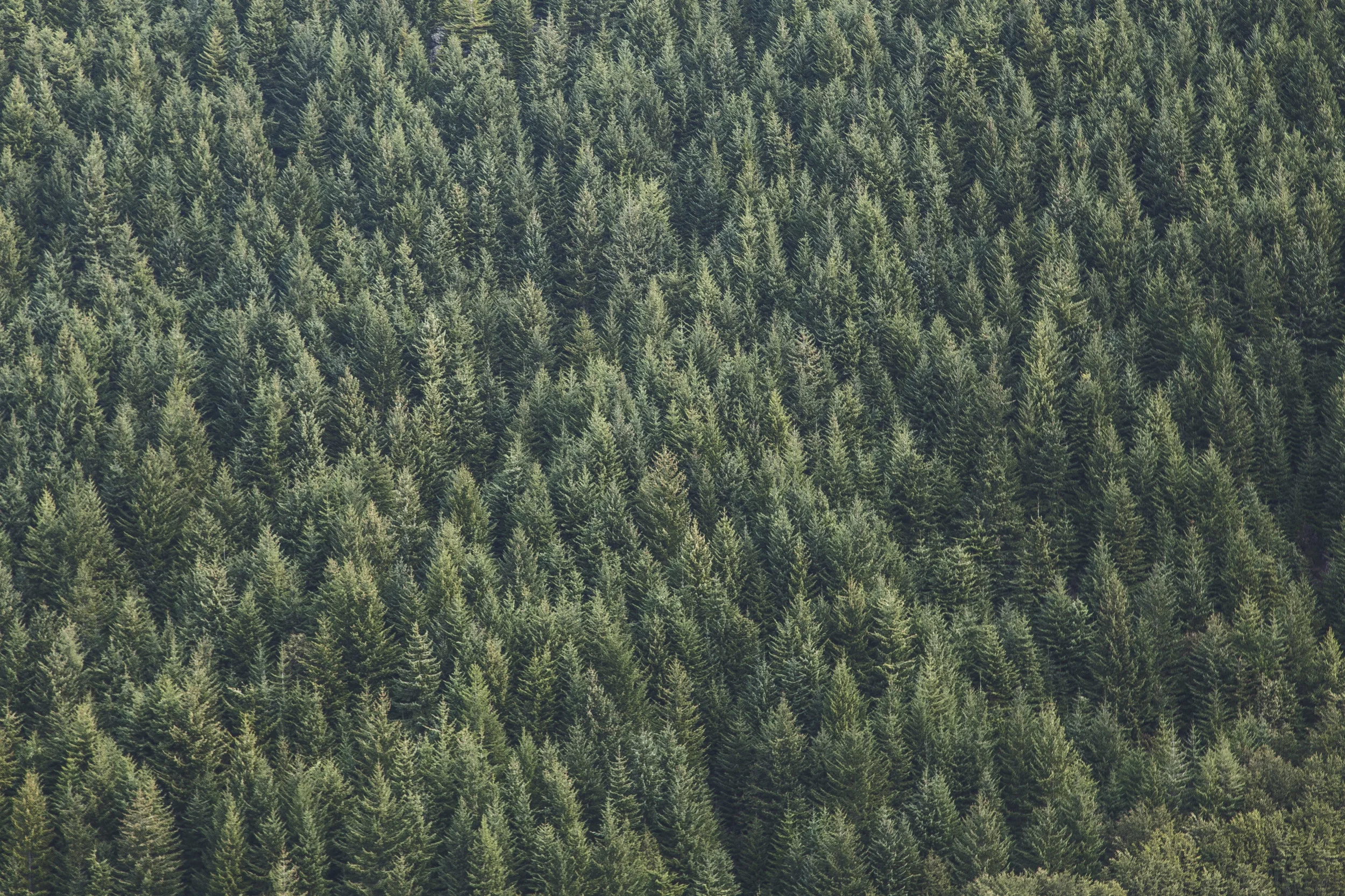 Arbres vue du top.jpeg