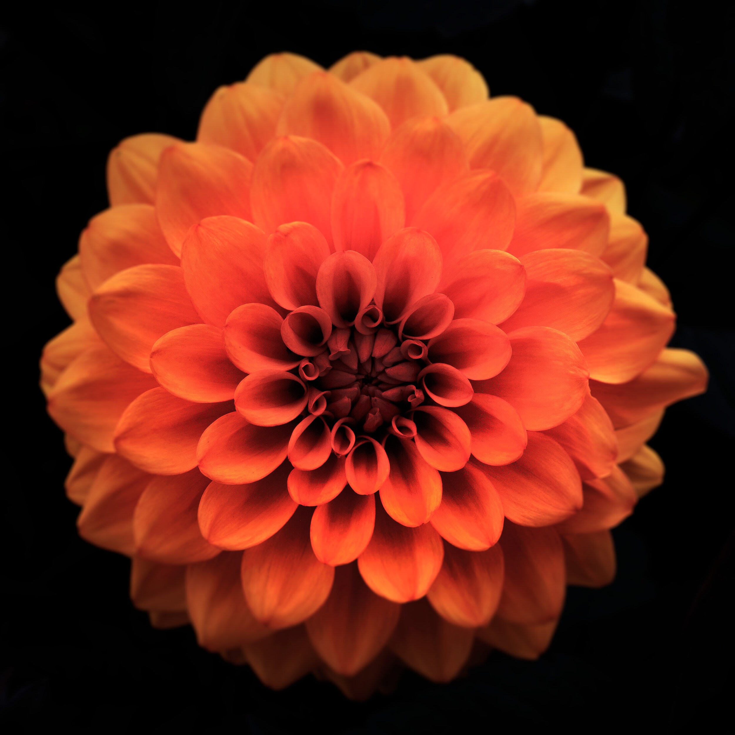 Orange Dahlia