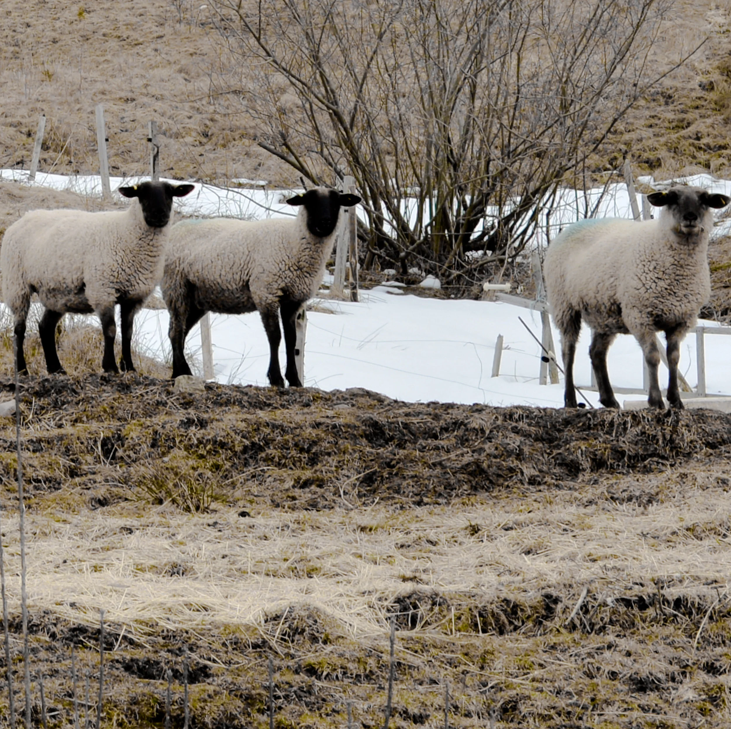 Cape Breton Island sheep.