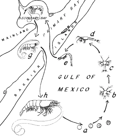 shrimp life cycle diagram.jpg