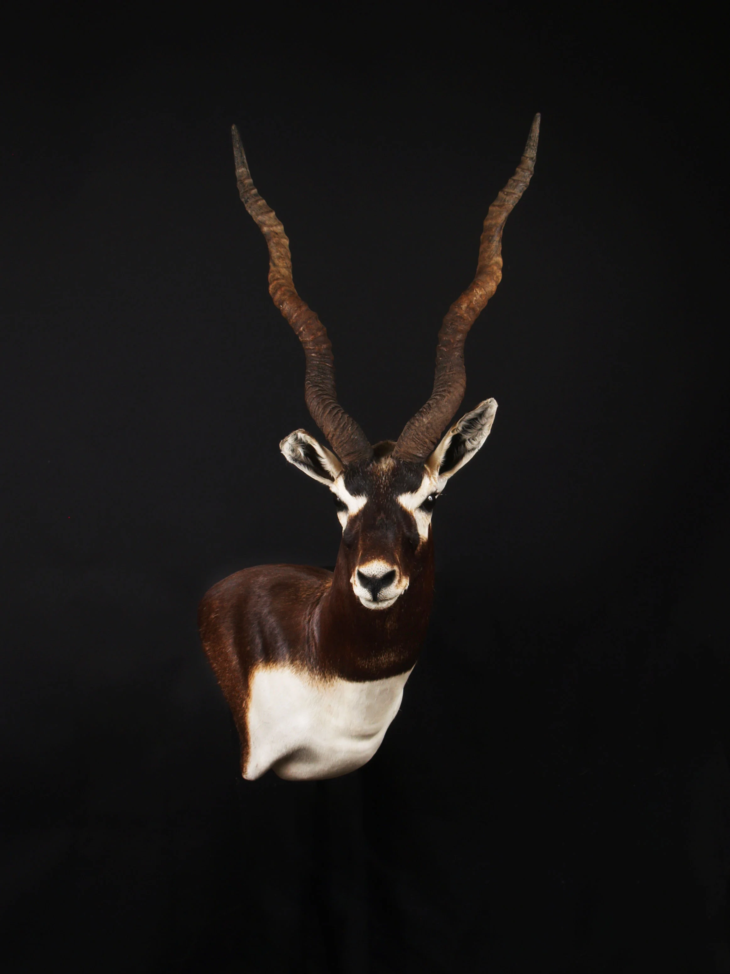 Black Buck Antelope