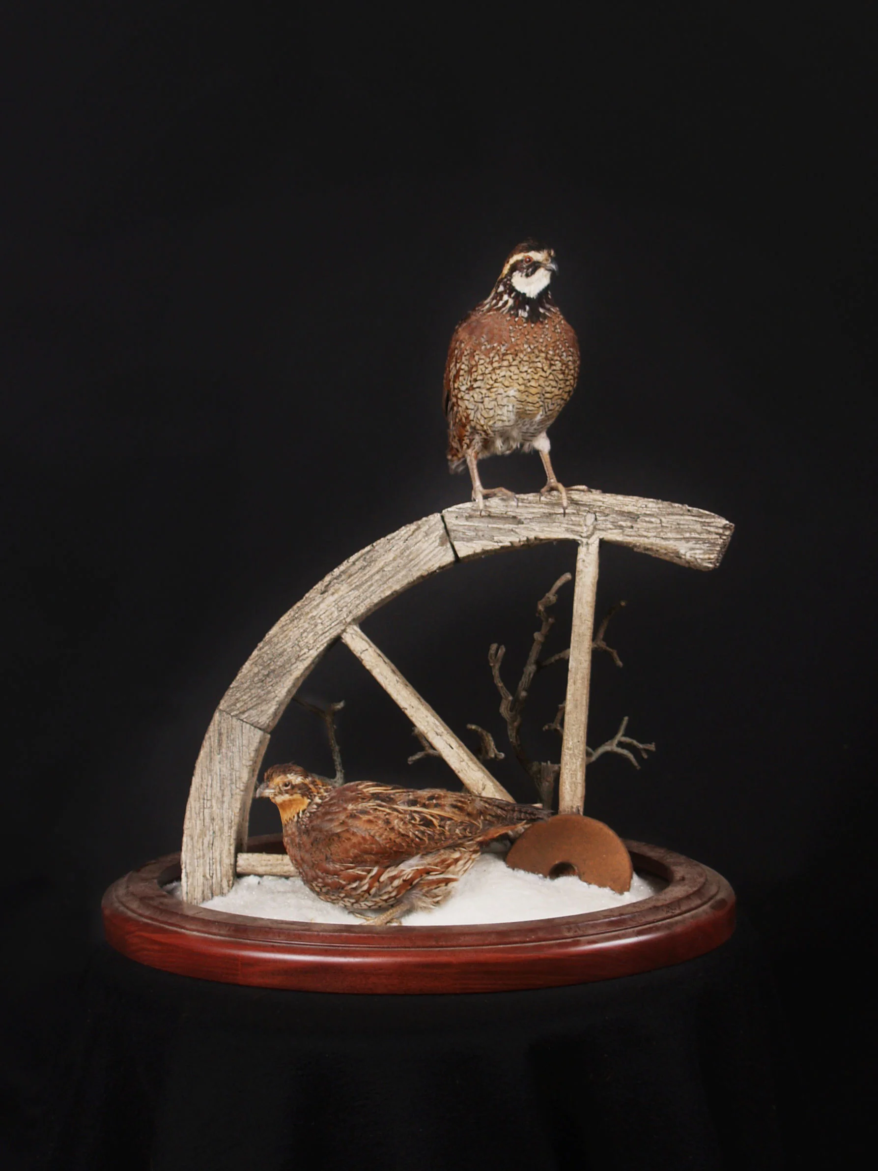 Standing Quail with Habitat Base