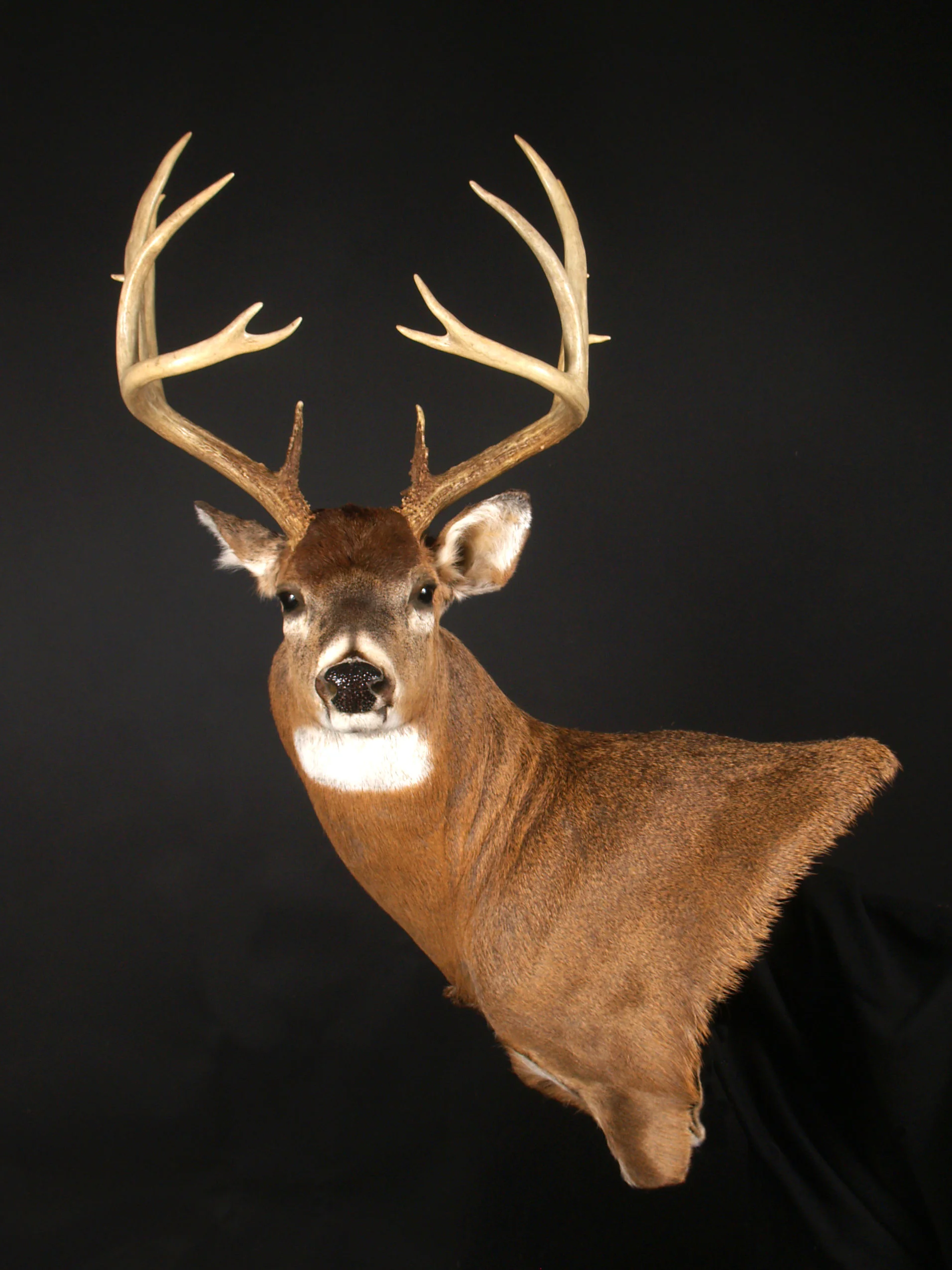 Whitetail Deer Wall Pedestal