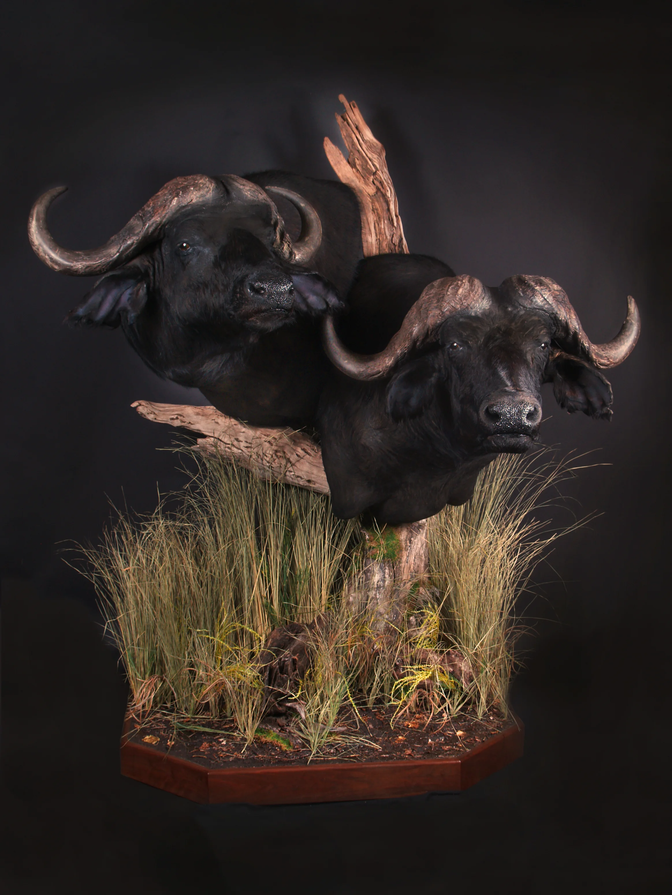 African Cape Buffalo Pedestal