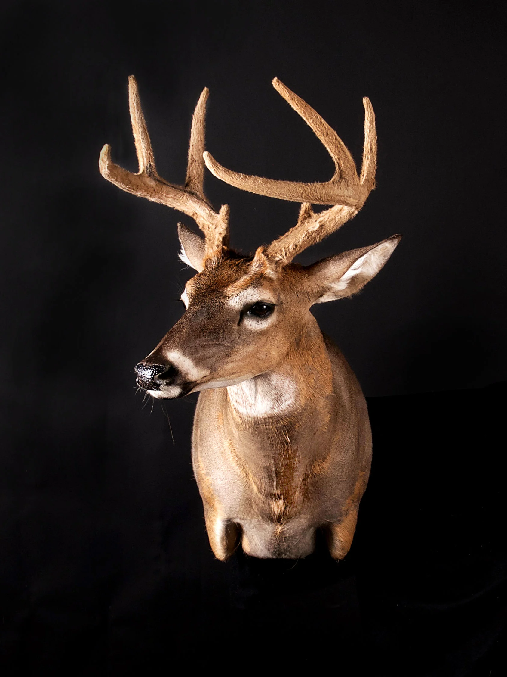 Whitetail Deer in Velvet